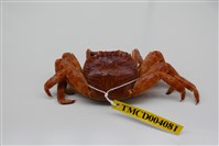 藏品(白紋方蟹)的圖片